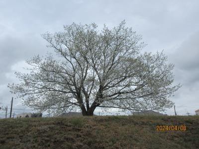 二十四節気・清明（せいめい）：古代の玉作（たまつくり）の遺跡にも大ぶりな山桜が咲く。