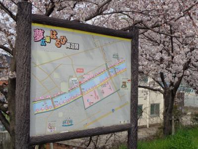 清須市・五条川　はるひ夢の森公園　の桜です