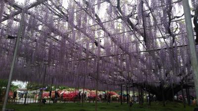 つつじ、藤、ネモフィラ:北関東の花めぐり