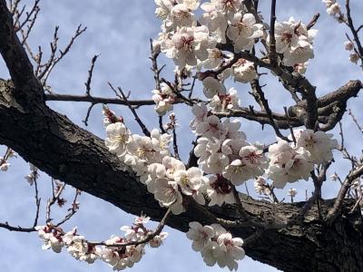 北海道は、梅と桜が同時に咲きます。北海道神宮と円山公園、動物園