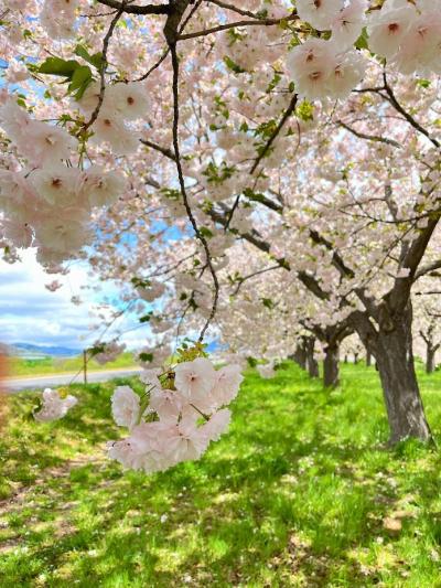 金沢　長野　小布施旅へ　３日目　小布施散策と千曲川桜堤で一葉桜をみる