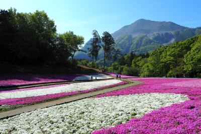 日帰り秩父・羊山公園の芝桜は見頃でした！