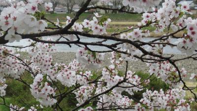 上皇陛下の御誕生を記念して植えられた角館・桧木内川の桜を訪ねて