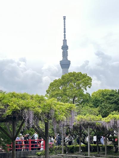 藤まつり開催中の亀戸天神～香取神社へ御朱印散歩