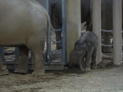 円山動物園のニューフェイス～祝・タオ誕生～