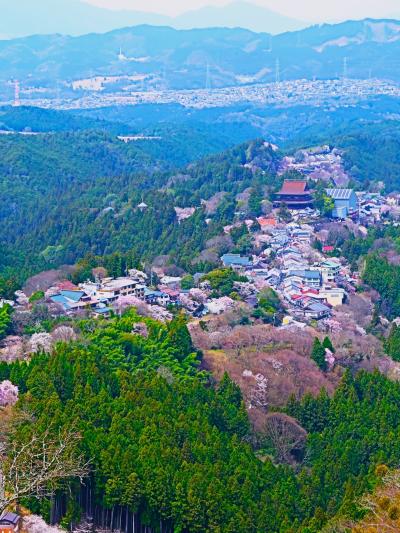 吉野山4/13　花矢倉展望台　桜園の絶景＊蔵王堂を中心に　☆上の千本周辺-見ごろ近づき