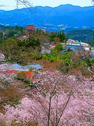 吉野山5/13　桜展示園あたり　中千本に下り　☆火の見櫓跡-絶景ポイント/一服休憩