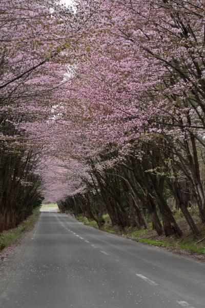 シニアの2024　圧巻！弘前城の桜と岩木山ネックレスロードのヤマザクラに酔い、足元湧出蔦温泉を堪能する（２）（弘前城桜・岩木山桜・蔦温泉）