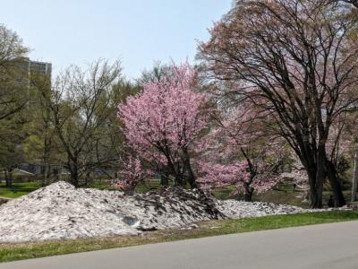 札幌の桜とエスコンフィールド観戦
