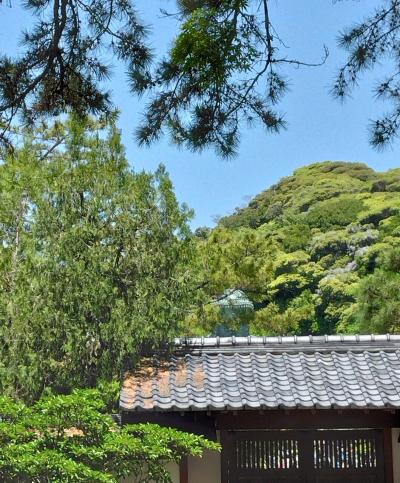 初夏のかまくら　長谷から鎌倉駅まで歩く