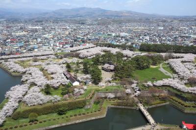 函館の五稜郭公園は桜満開でした