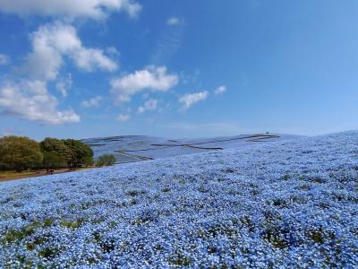 ネモフィラ以外も素敵でした！～茨城・国営ひたち海浜公園