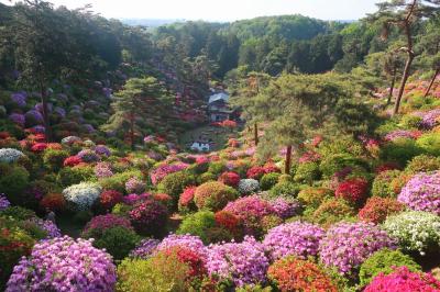 青梅でツツジ三昧～塩船観音寺、薬王寺、青梅の森