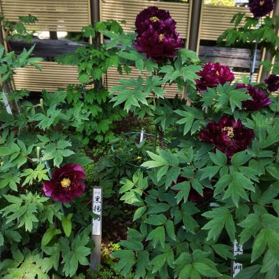 プチプチ旅 今が見ごろの町田ぼたん園。GW後半はシャクナゲも