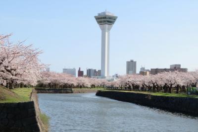 函館の桜　～満開の五稜郭公園～