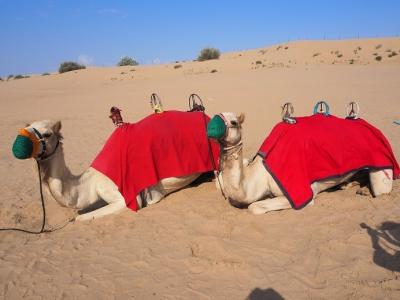 初めての中東！ドバイへ【最終日前編：砂漠ドライブ～ラクダ乗り体験～ドバイ・フレーム】