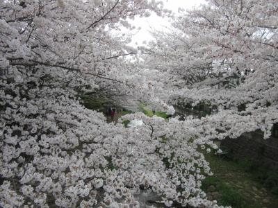 2024年4月6日：毎年恒例 桜満開の野川西之橋散策