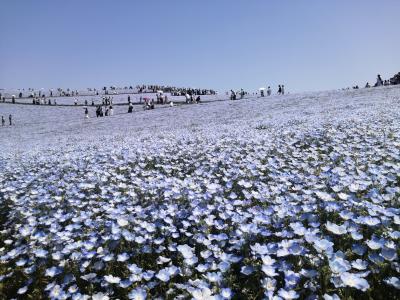 ’２４　茨城花さんぽ１　ひたち海浜公園のネモフィラ