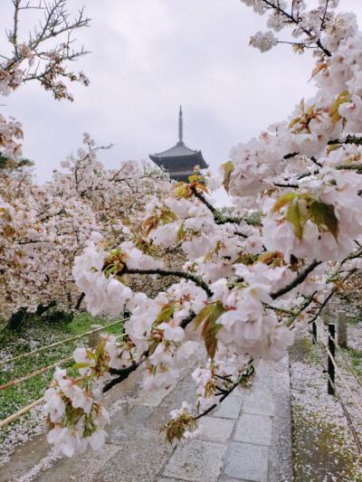 京都でマリオットに泊まる その５「仁和寺　御室花まつり」