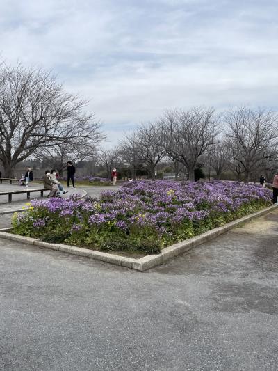 さくら山と成田山新勝寺