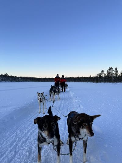 オーロラを求めて　冬のフィンランド４　サーリセルカで犬ぞりとオーロラツアー