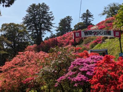 藤にツツジ、花盛り　2024