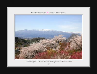 ◆福島の桃源郷＊花見山2024～花の谷編