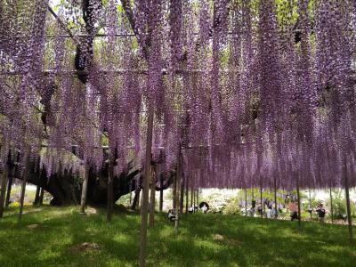 2024年ゴールデンウィークのあしかがフラワーパーク