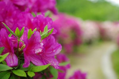 ツツジと藤が楽しめる、道の駅青洲の里