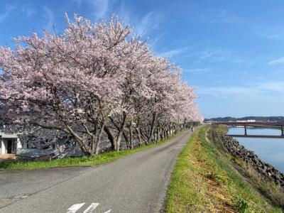 春の訪れを探しに、2週にわたり日曜日にドライブ　各地の桜と、山焼きを見学