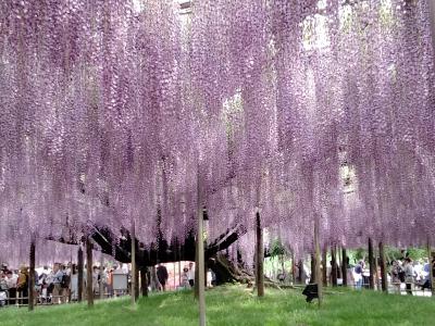 20240429☆国営ひたち海浜公園のネモフィラとあしかがフラワーパーク☆バスツアーひとり旅