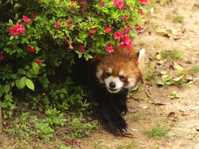 【レッサーパンダ遠征記】ツツジまつりで賑わう西山公園、ツツジとのコラボは出来るか！2024年version？西山動物園