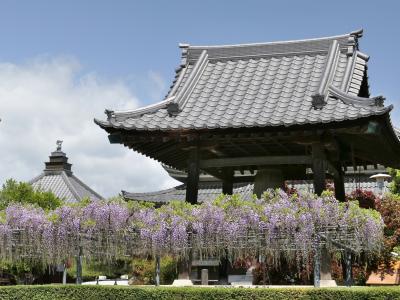 「龍泉寺」の藤_2024_まだ咲き初め、少ししか咲いてませんでした（足利市）