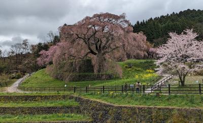 直前にまさかの暴風雨、それでも奈良の一本桜『又兵衛桜』へ