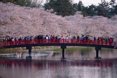 弘前公園の桜