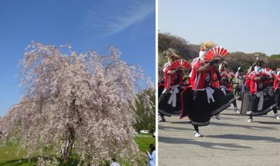 弘前公園の満開の桜と花筏を見たくて、東北桜巡りツアー参加。初日は松島と北上展勝地。