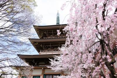 上越のひとり旅(3)～桜咲く長野を少し街ぶらり、そして高速バスで帰路へ