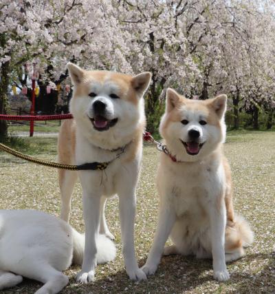 忠犬ハチ公の故郷大館で秋田犬に癒される2024年4月