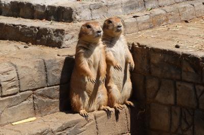 April 2024 熱海＆伊東観光 ～伊豆シャボテン動物公園へ～
