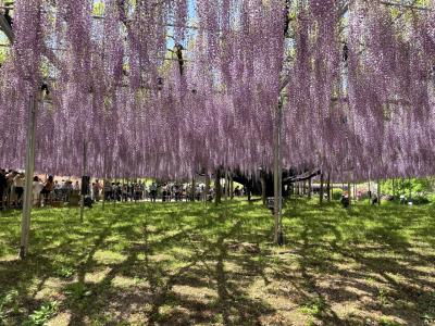 仔猫といっしょ計画（栃木２０２４　あしかがフラワーパーク他）