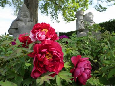 「恩林寺」のボタン_20024_綺麗な花が咲き始めて、見頃が始まっていました(邑楽町）