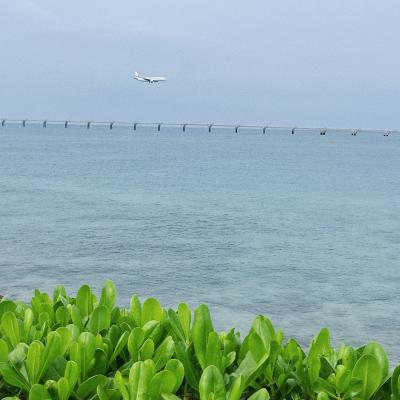 新千歳空港発 Peachに乗って沖縄へ 5泊６日の旅 *1　