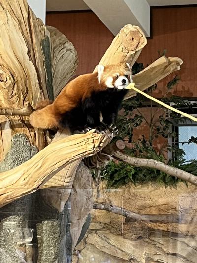 新千歳空港発 Peachに乗って沖縄へ 5泊６日の旅 *2 アメリカンビレッジ、道の駅、ネオパーク編