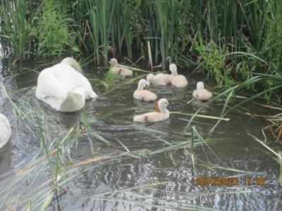 柏市の呼塚新田・北柏ふるさと公園・白鳥・2024年5月