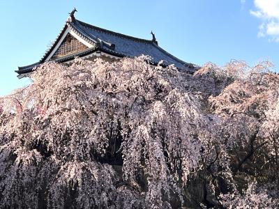 「上田城さくら祭り」と 小布施町「千曲川ふれあい公園」の春