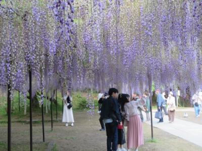 芝桜と九尺藤に行くも大阪舞洲のネモフィラには行けず