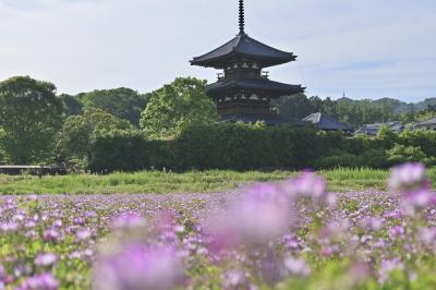斑鳩の里さんぽ♪ 法起寺とレンゲ畑