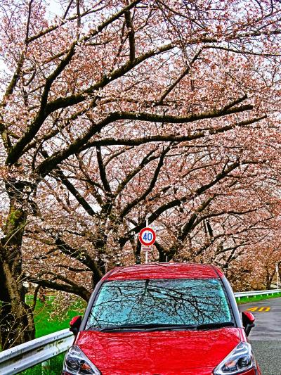 奈良-3　佐保川沿い　桜並木-満開近く　奈良市内最長5㎞　☆電動自転車Cycling快適