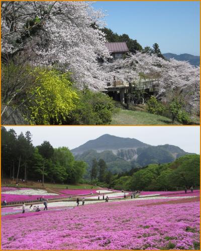 秩父の春2024 宝登山の桜と羊山公園の芝桜　Chichibu in spring