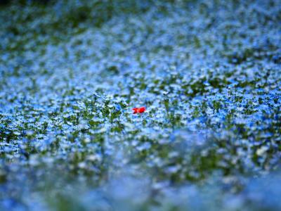 GW 国営昭和記念公園　一面ブルーの花の丘　ネモフィラと春の花たち　